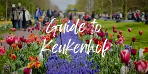 Read more about the article A 2023 Guide to visiting Amsterdam Tulips’ and Keukenhof Gardens