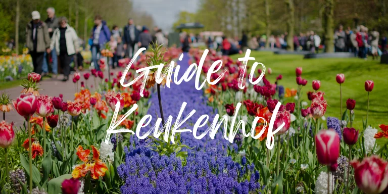 A 2024 Guide to visiting Amsterdam Tulips’ and Keukenhof Gardens