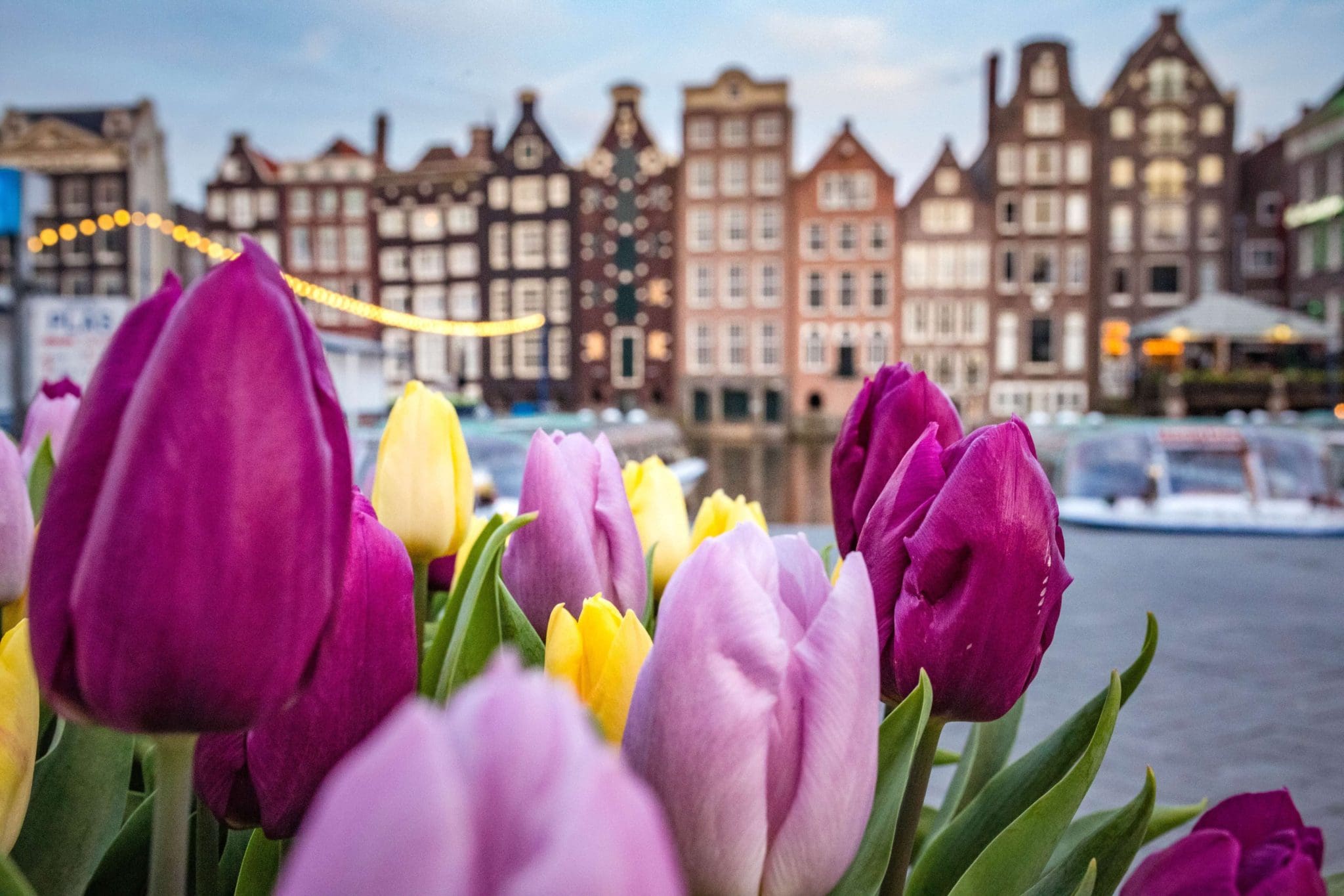 A 2025 Guide to visiting Amsterdam Tulips’ and Keukenhof Gardens