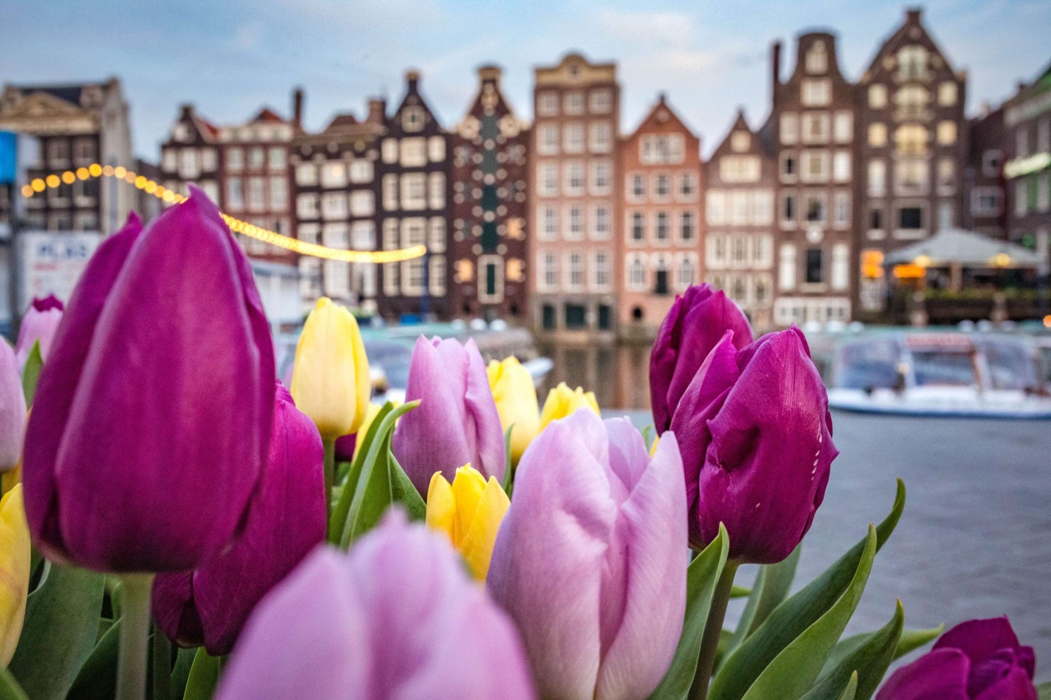 A 2024 Guide to visiting Amsterdam Tulips’ and Keukenhof Gardens