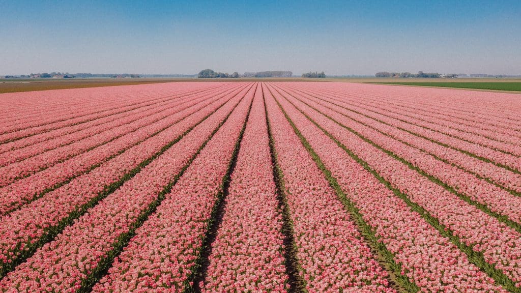 visit amsterdam tulips