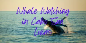 Read more about the article The 6 Best Whale Watching Tours in Cabo San Lucas Tours in 2023