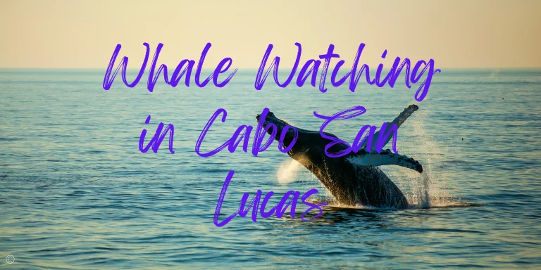 The 6 Best Whale Watching Tours in Cabo San Lucas Tours in 2025
