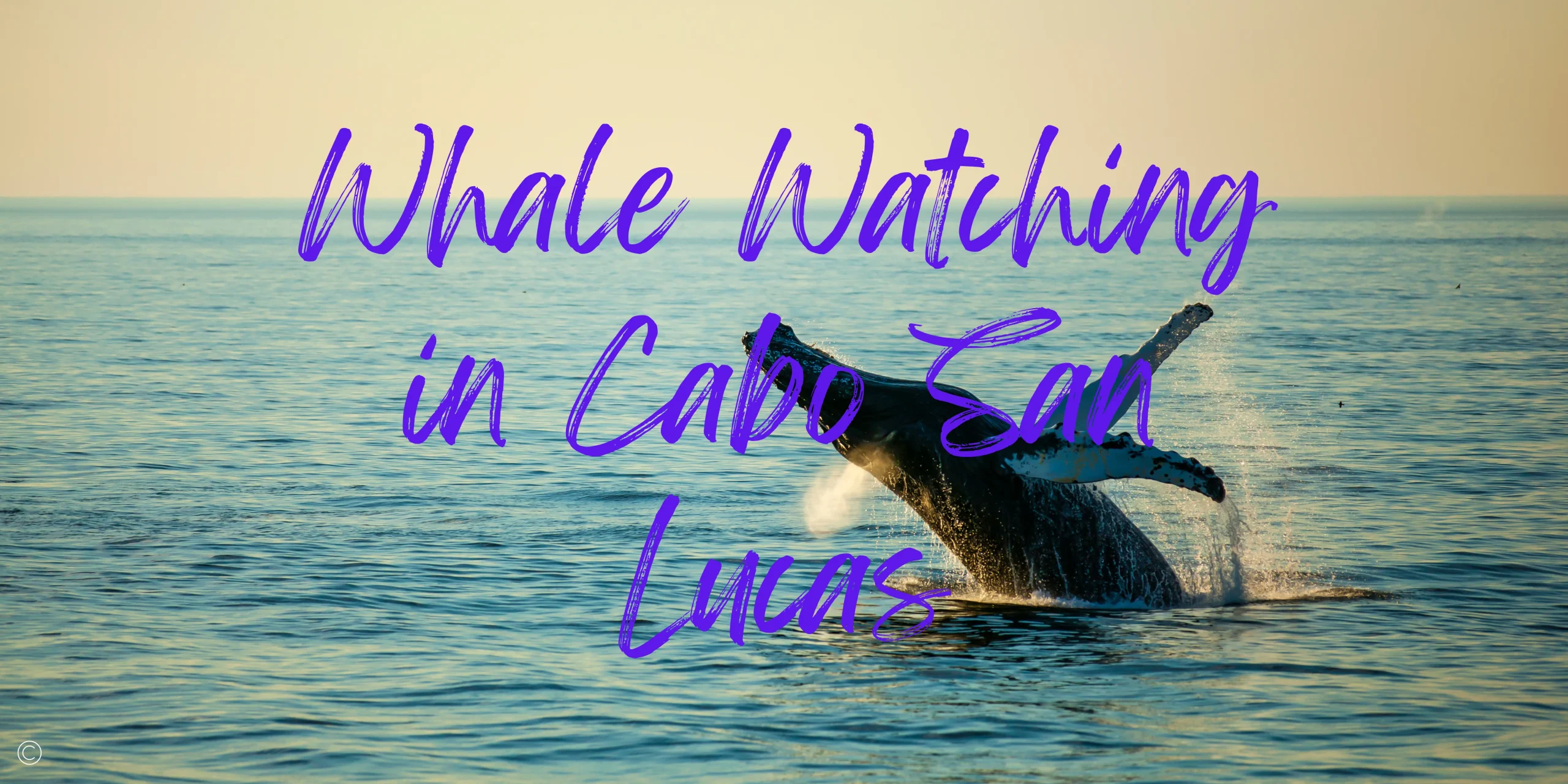 Read more about the article The 6 Best Whale Watching Tours in Cabo San Lucas Tours in 2023