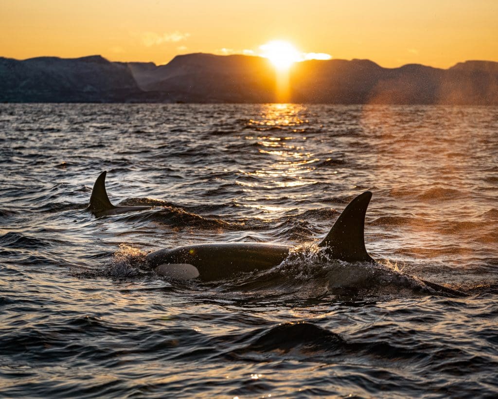 Killer Whales in Cabo San Lucas