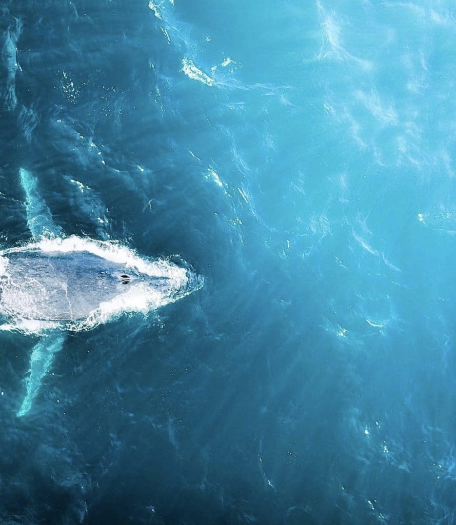 Grey Fin Whale Watching in Cabo