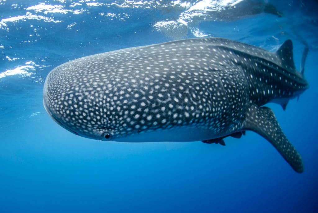 Swim with Whale Sharks in Cabo San Lucas