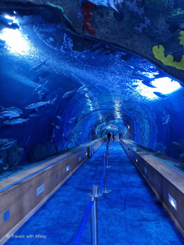 A large see-through tunnel that allows visitors to walk through as marine animals swim past is an amazing feature in the Valencia Aquarium.