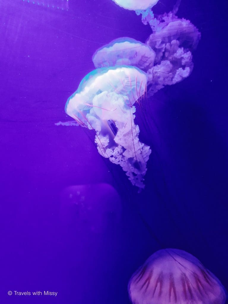 A jellyfish in a tank in the Valencia Aquarium.