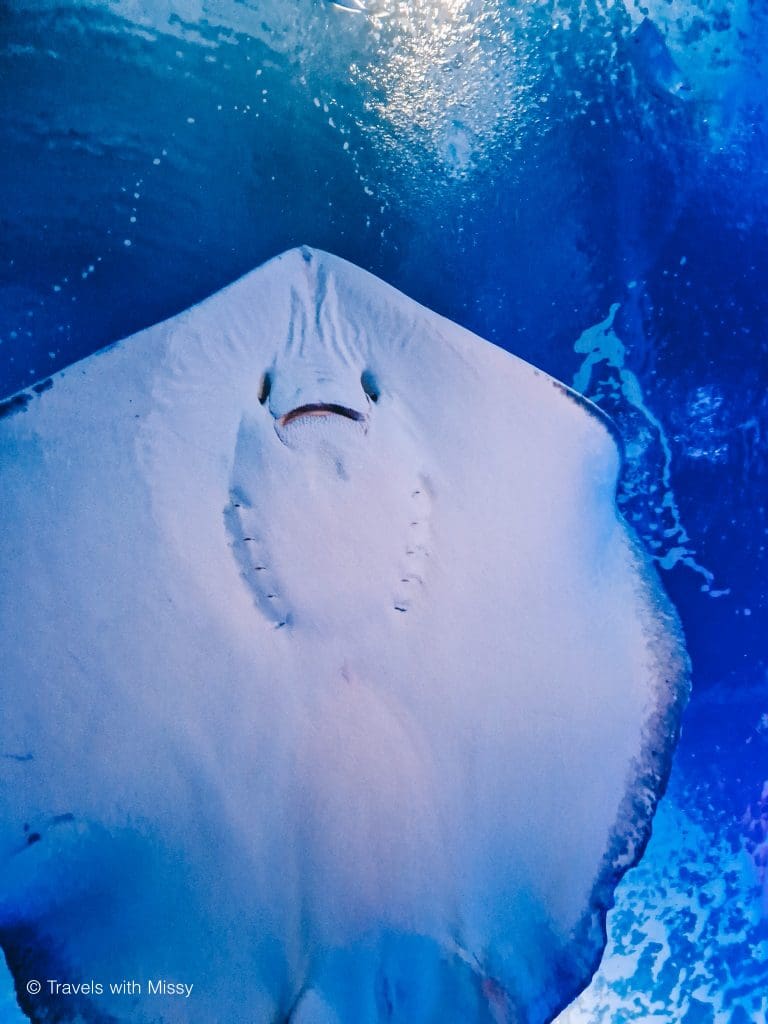 A mantaray in the Oceanografic Museo Valencia view from below, a little face smiles at the camera.