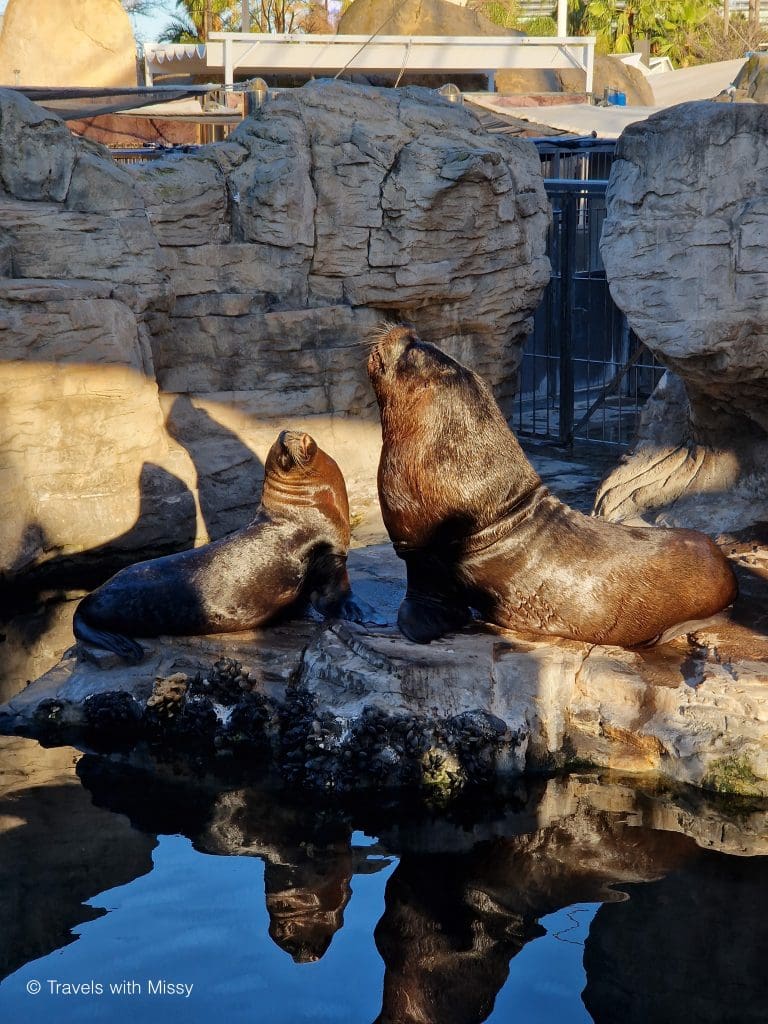 Two walrus sunbathing in the Valencia Aquarium.