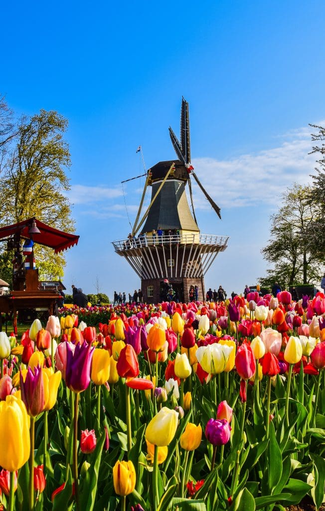 visit amsterdam tulips