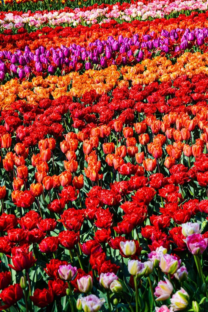 visit amsterdam tulips