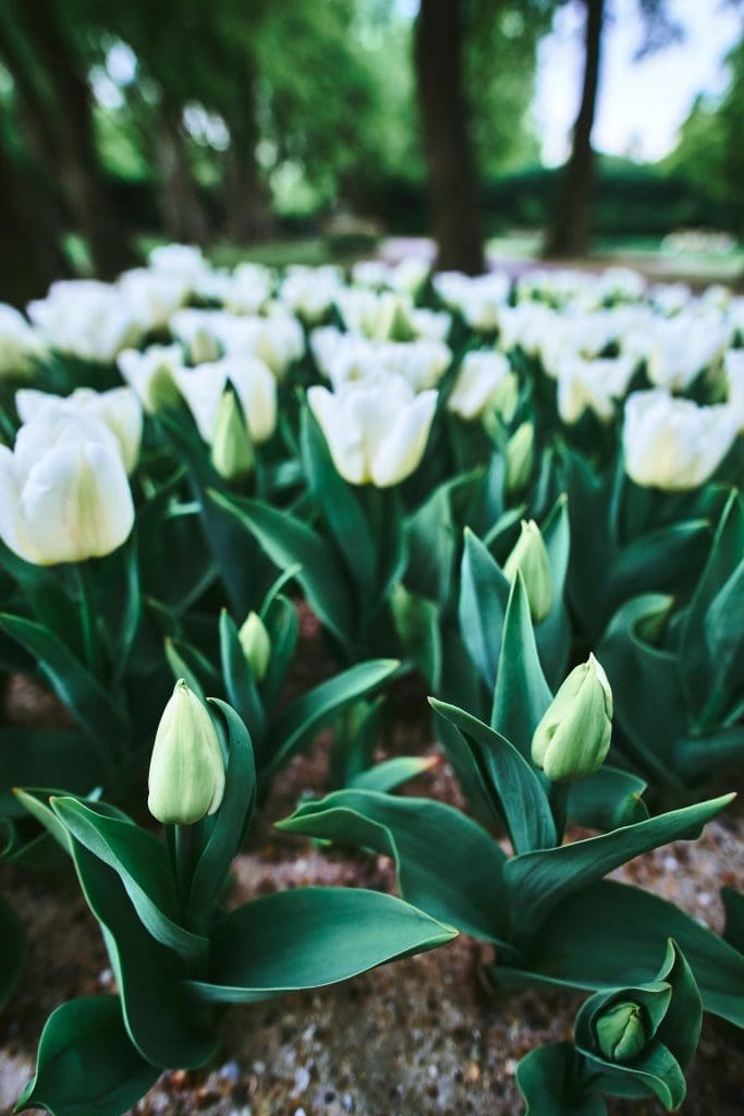 visit amsterdam tulips