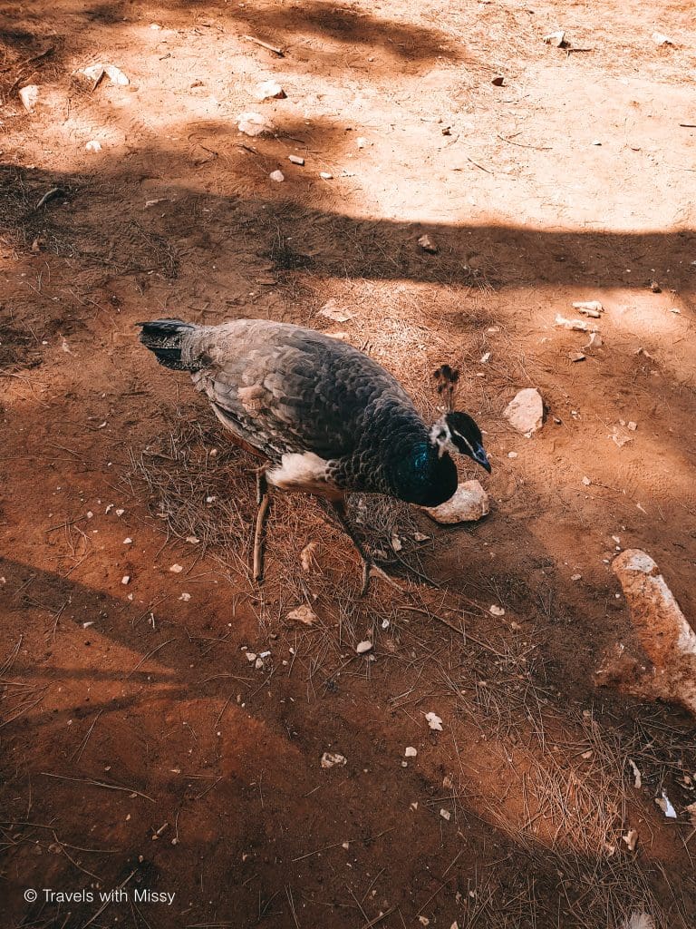 Wild Peahen on Lokrum Island