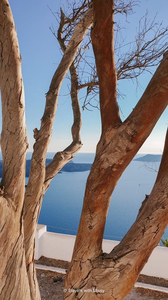 Tree branches in Imerovigli