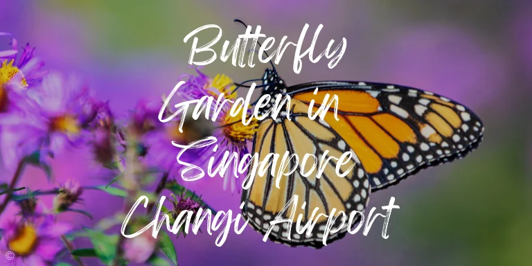 Butterfly Garden Changi Airport: A Breathtaking Oasis in a Bustling Hub