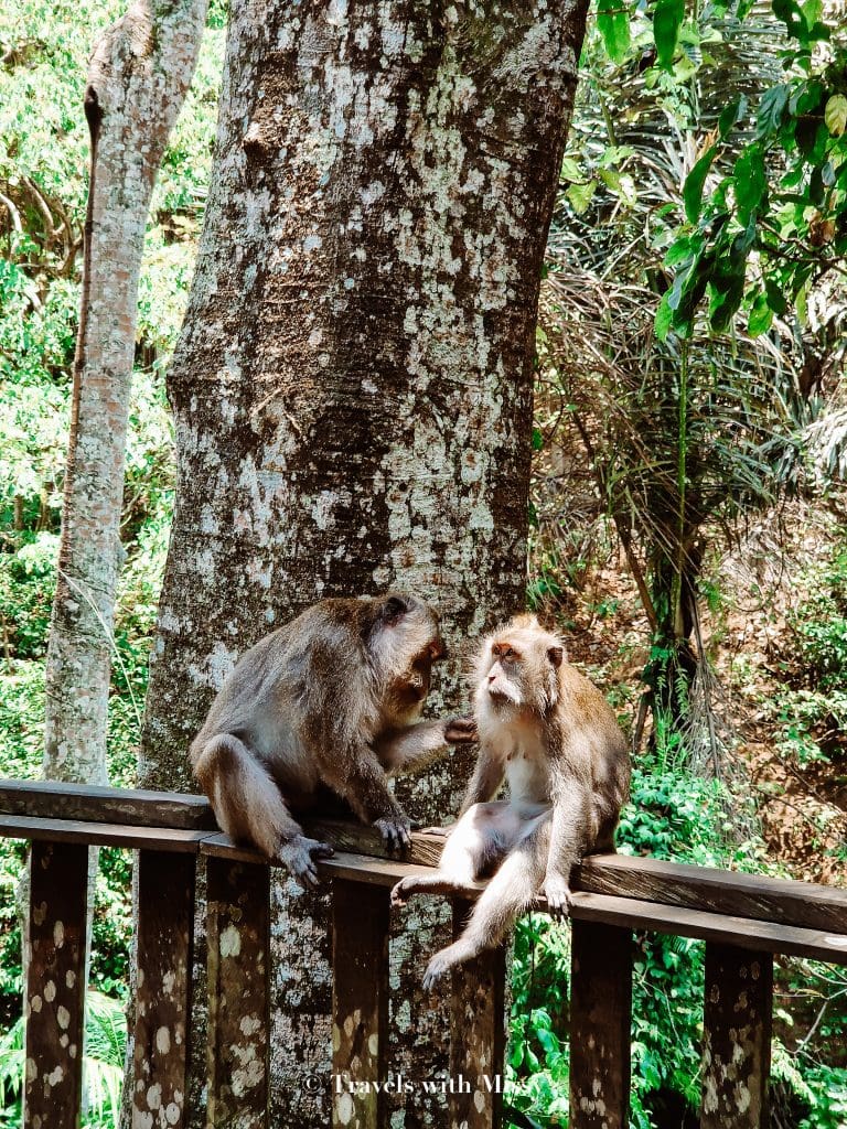Two monkeys sit on a barrier grooming each other in Monkey Forest Ubud.